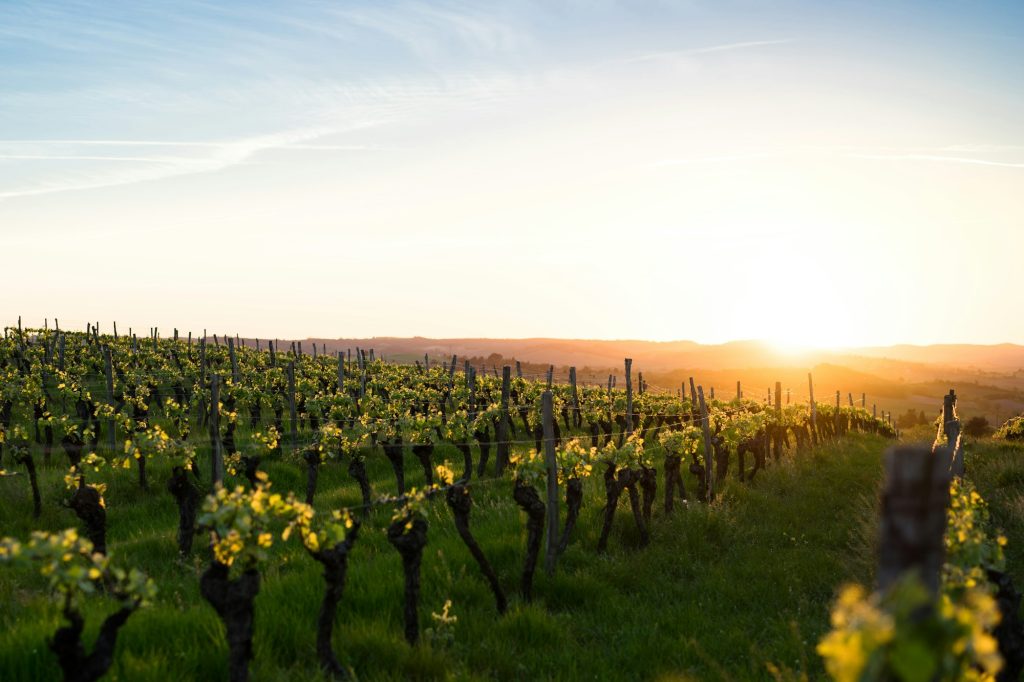 Vine rows at golden hour
